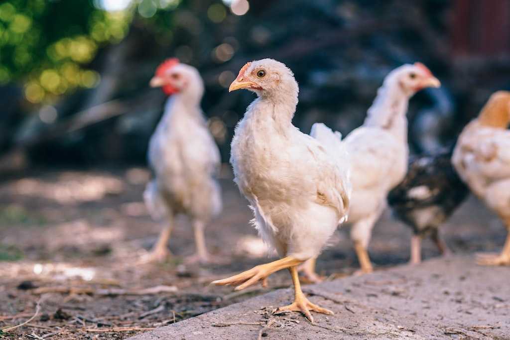 stocking a healthy kitchen with poultry
